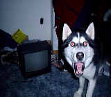 shock dog