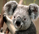 koala