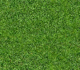 Grass Texture