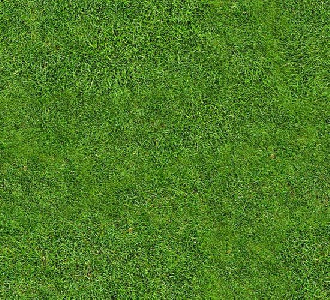 Grass Texture