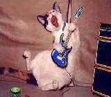 JAMMIN KITTY