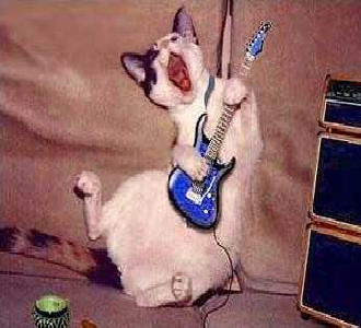 JAMMIN KITTY