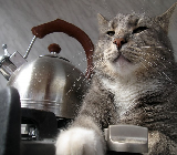 teapot kitty