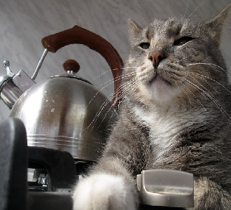 teapot kitty