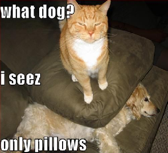 Cat only #### pillow