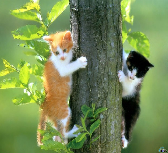 Tree Kitties