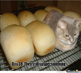 Loaf Cat