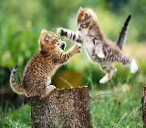 WWE CATS