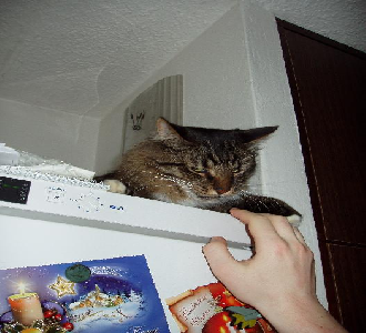 angry fridge cat